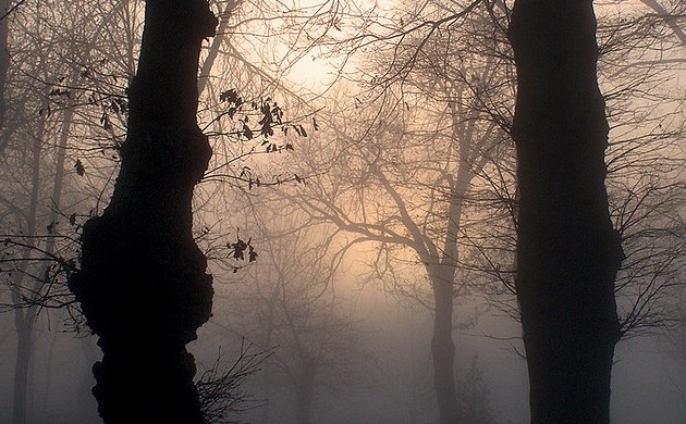bosque niebla